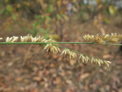 Eragrostis trimucronata