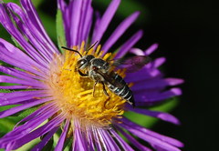 Boreocoelioxys