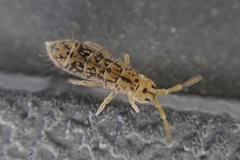 Isotomurus maculatus