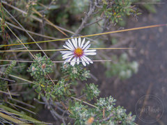 Diplostephium oblanceolatum