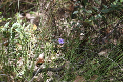 Agrostocrinum hirsutum