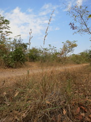 Eragrostis trimucronata