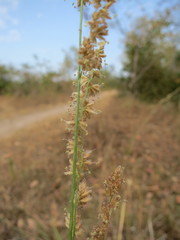 Eragrostis trimucronata