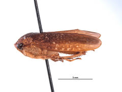 Barbatana notha