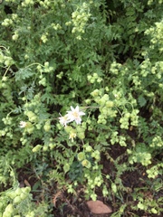 Moscharia pinnatifida