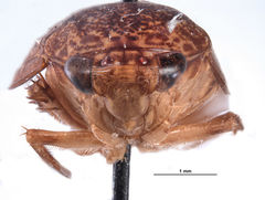 Barbatana notha