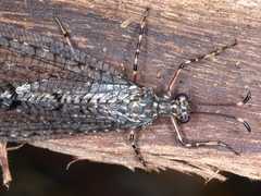 Glenoleon pulchellus