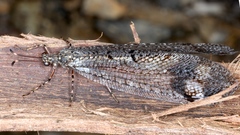 Glenoleon pulchellus