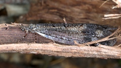 Glenoleon pulchellus