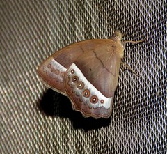 Taygetis sylvia