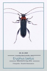 Eryphus laetus