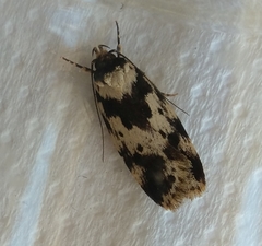 Barea confusella