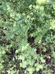 Moscharia pinnatifida