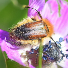 Pygopleurus apicalis