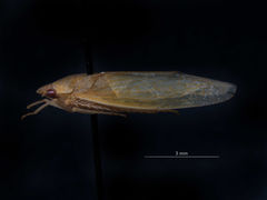 Chloronana orbicula