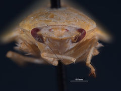 Chloronana orbicula