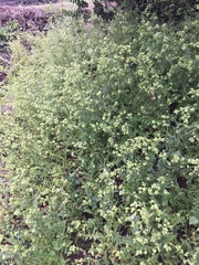 Moscharia pinnatifida