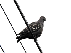 Patagioenas maculosa