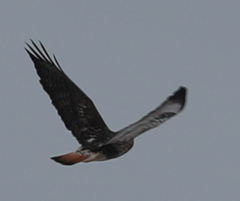 Buteo jamaicensis × Buteo lagopus