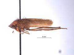 Folicana incerta