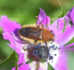 Pygopleurus apicalis