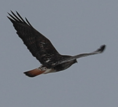 Buteo jamaicensis × Buteo lagopus