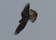 Buteo jamaicensis × Buteo lagopus