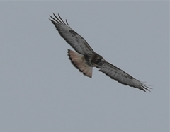 Buteo jamaicensis × Buteo lagopus