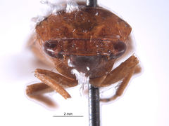 Folicana incerta