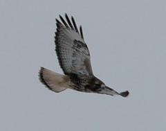 Buteo jamaicensis × Buteo lagopus