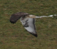 Buteo jamaicensis × Buteo lagopus
