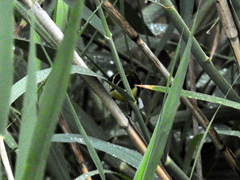 Tachuris rubrigastra