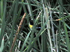 Tachuris rubrigastra