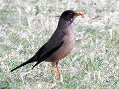 Turdus falcklandii