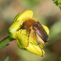 Pygopleurus apicalis