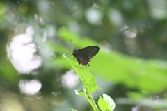 Parides photinus