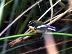 Tachuris rubrigastra