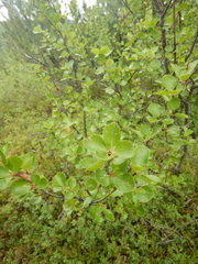 Betula divaricata