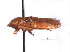 Folicana perula