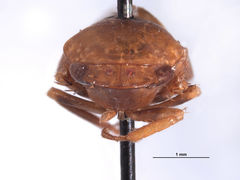Folicana perula