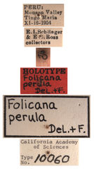 Folicana perula