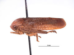 Fuminana jaculum