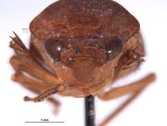 Fuminana jaculum