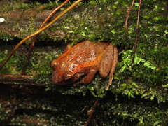 Eleutherodactylus coqui