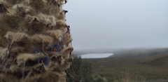 Puya clava-herculis