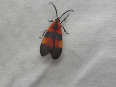 Correbidia terminalis