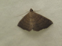 Carteris oculatalis