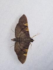 Omiodes simialis