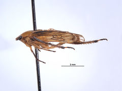 Gypona comella
