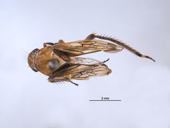Gypona comella